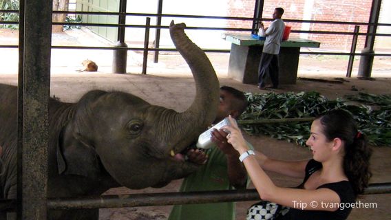 Elephant Transit Home