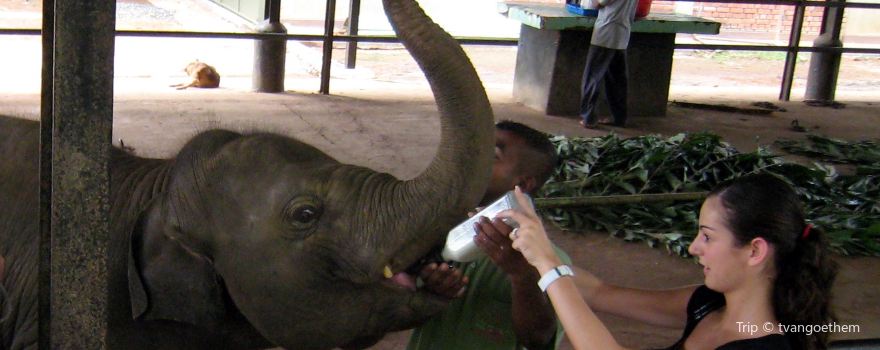 Elephant Transit Home
