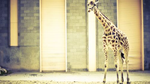 ホーグル動物園