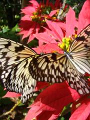 Butterfly World