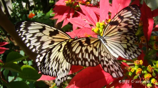 Butterfly World