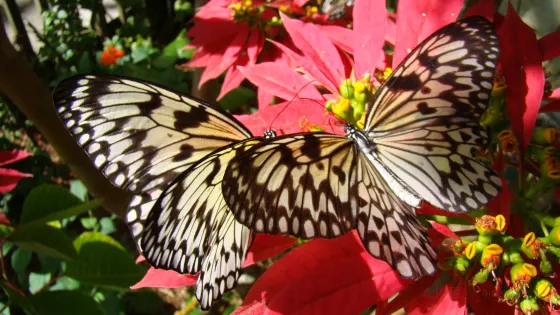 Butterfly World
