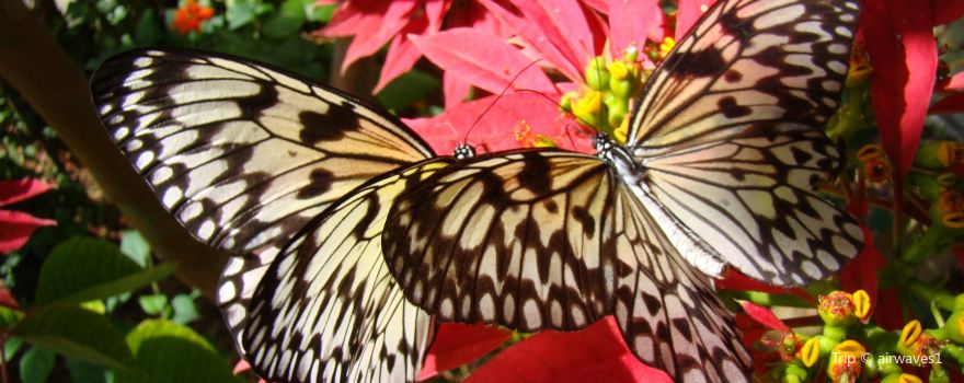 Butterfly World
