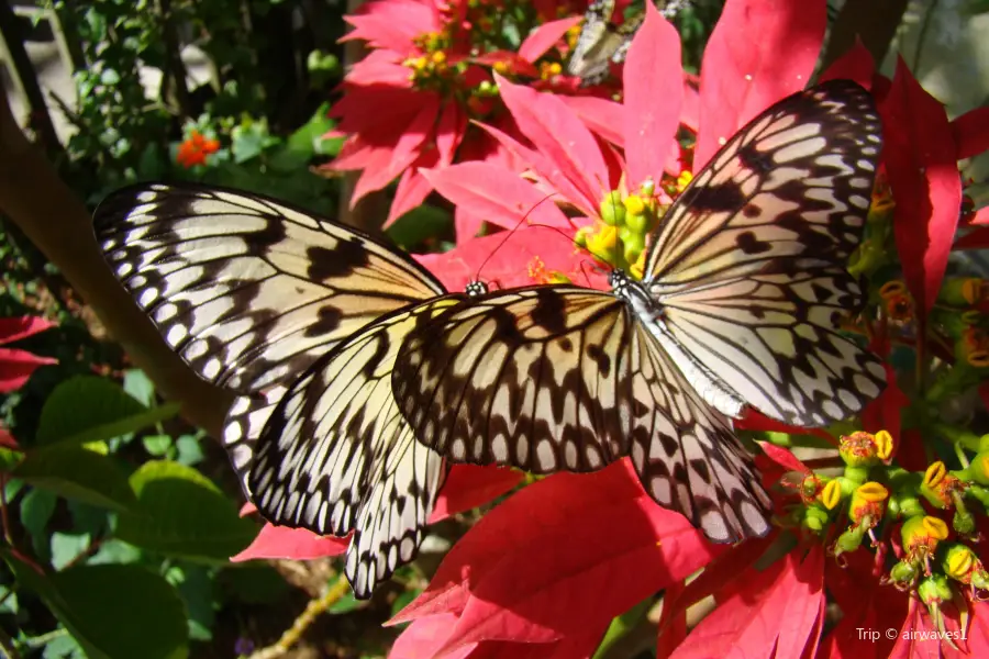 Butterfly World