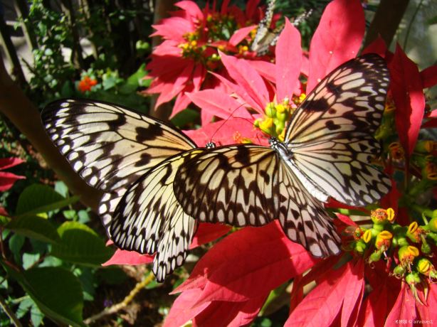 Butterfly World