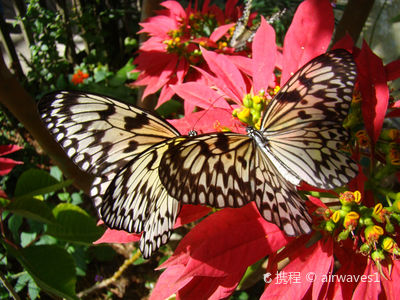 Butterfly World