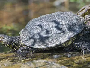 Clyde Peeling's Reptiland