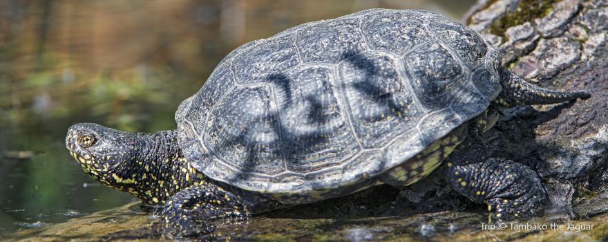 Clyde Peeling's Reptiland