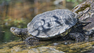 Clyde Peeling's Reptiland