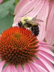 Cleveland Botanical Garden