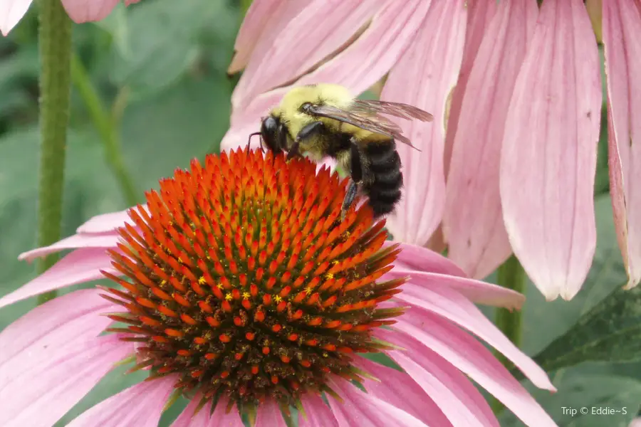 Cleveland Botanical Garden