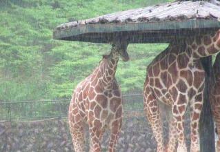 安佐 動物 公園