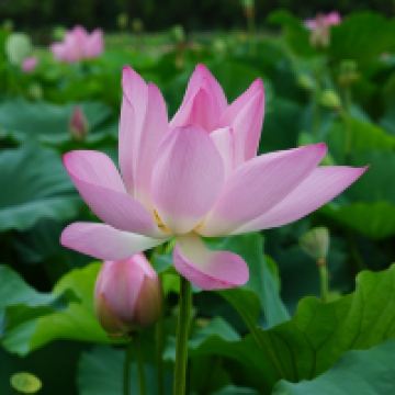 評論圖片 5