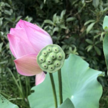 評論圖片 1