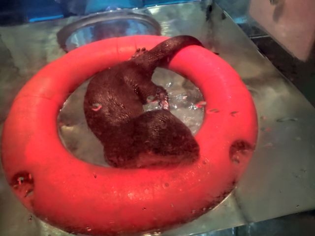 正佳極地海洋世界