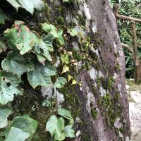 評論圖片 7