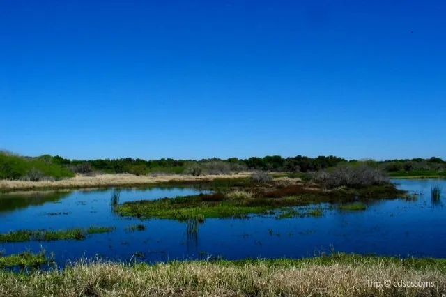 Nature Gem in Sarasota: Guide to Myakka River State Park