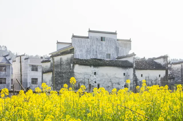 The White Walled-Black Roofed Huipai Village with Horse-Head Walls: You Must Come to Wuyuan to Appreciate It Properly.