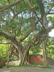 Yuelang Fengqing Banyan