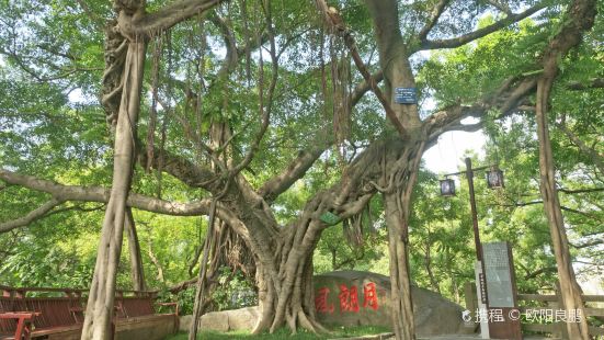 Yuelang Fengqing Banyan