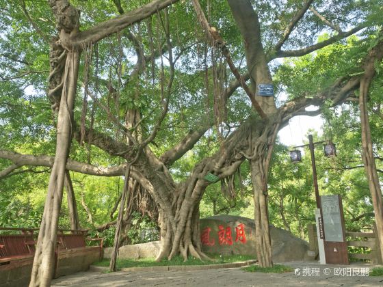 Yuelang Fengqing Banyan