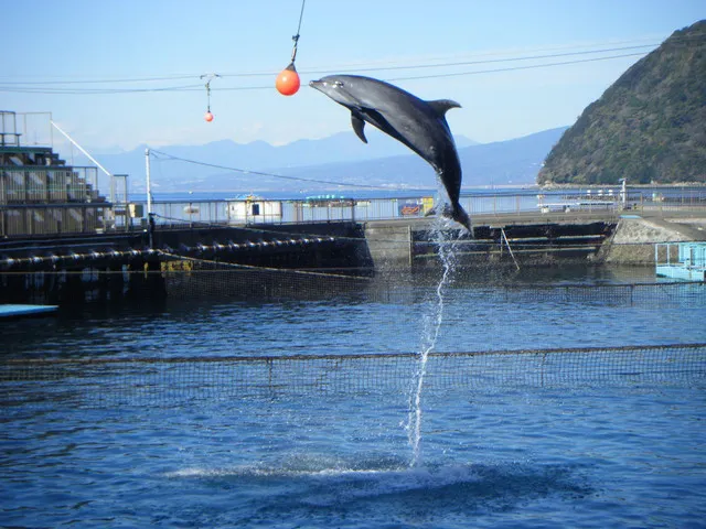 A Guide to the Best Aquariums in Japan