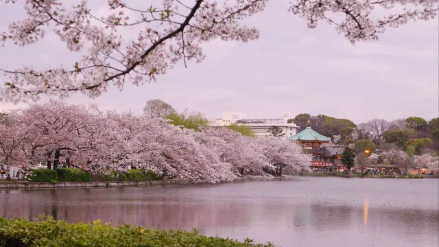 The Best Cherry Blossom Spots