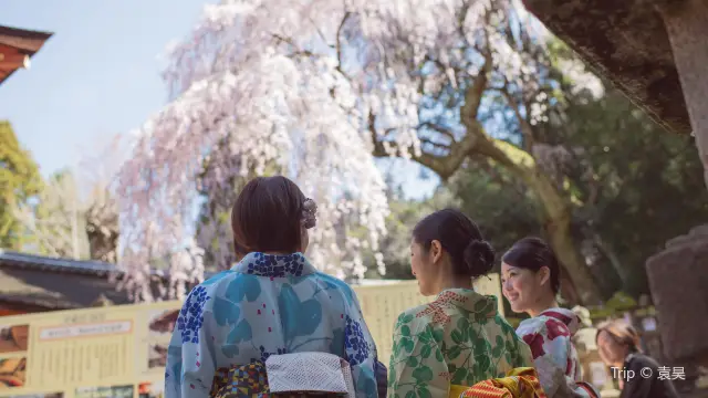Cherry Blossom Viewing in Nara