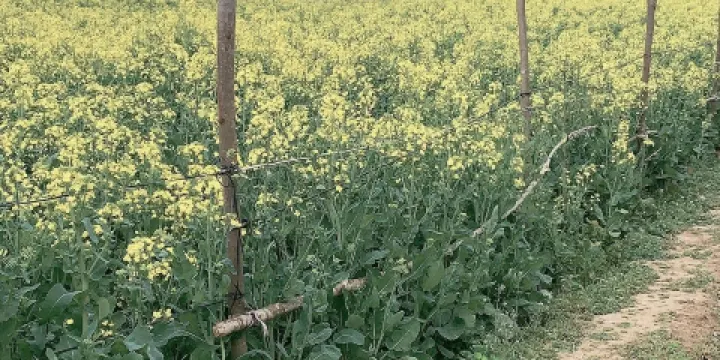 肯德基(城關鎮南街店)