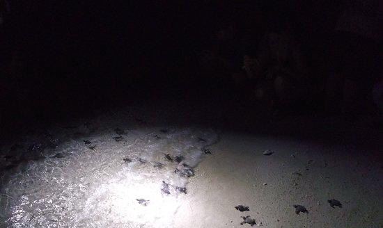 海龜島國家公園