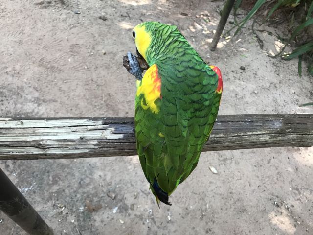 Birds Park