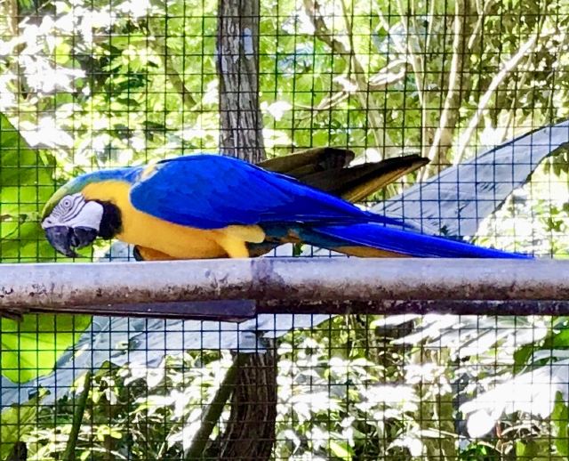 Birds Park