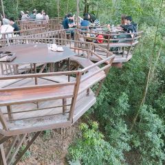 巨樹咖啡館張用戶圖片