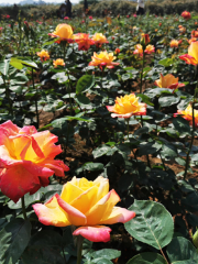 雷溝村玫瑰莊園