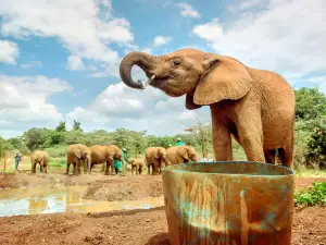 Sheldrick Wildlife Trust Nursery