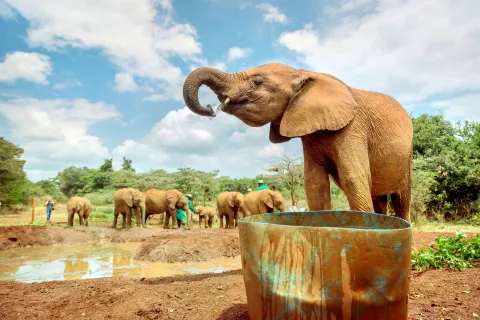 Sheldrick Wildlife Trust Nursery