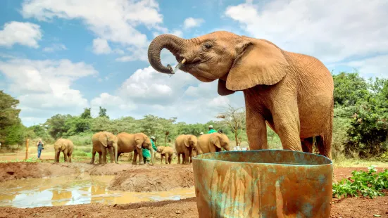 Sheldrick Elephant Nursery