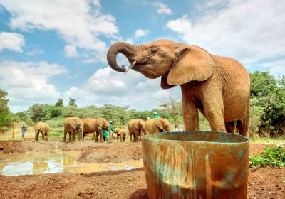 David Sheldrick野生動物信託基金會