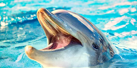 安佐爾海洋夢幻桑努達