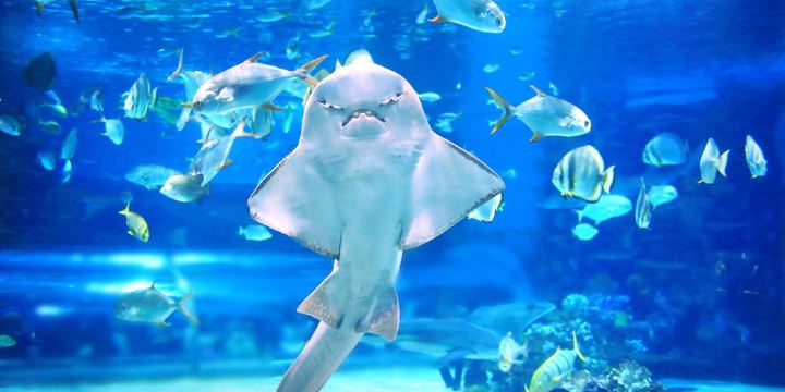 Acuario del Pacífico