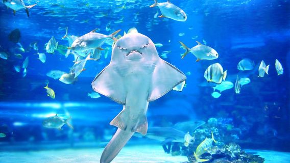 พิพิธภัณฑ์สัตว์น้ำแปซิฟิก