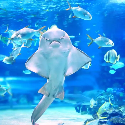 Aquarium of the Pacific