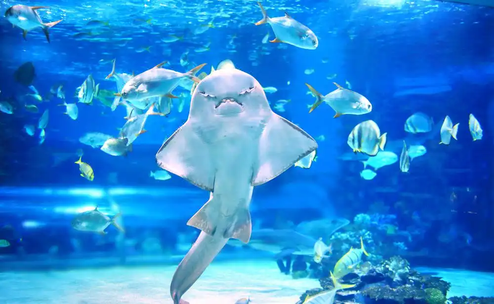 太平洋水族館附近的飯店