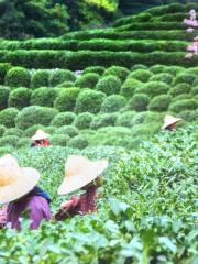 Longjing Village