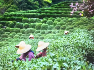 Longjing Village