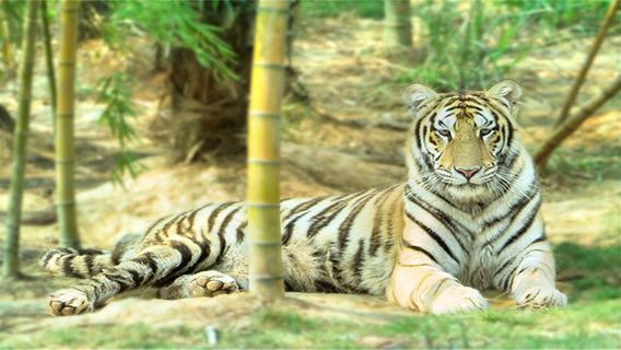 Three Jane Tiger Garden