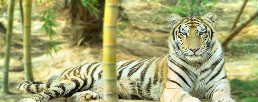 Three Jane Tiger Garden