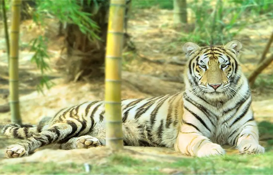 Three Jane Tiger Garden