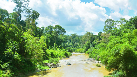 Danum Valley Conservation Area