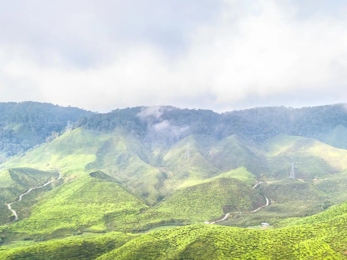 Cameron Highlands